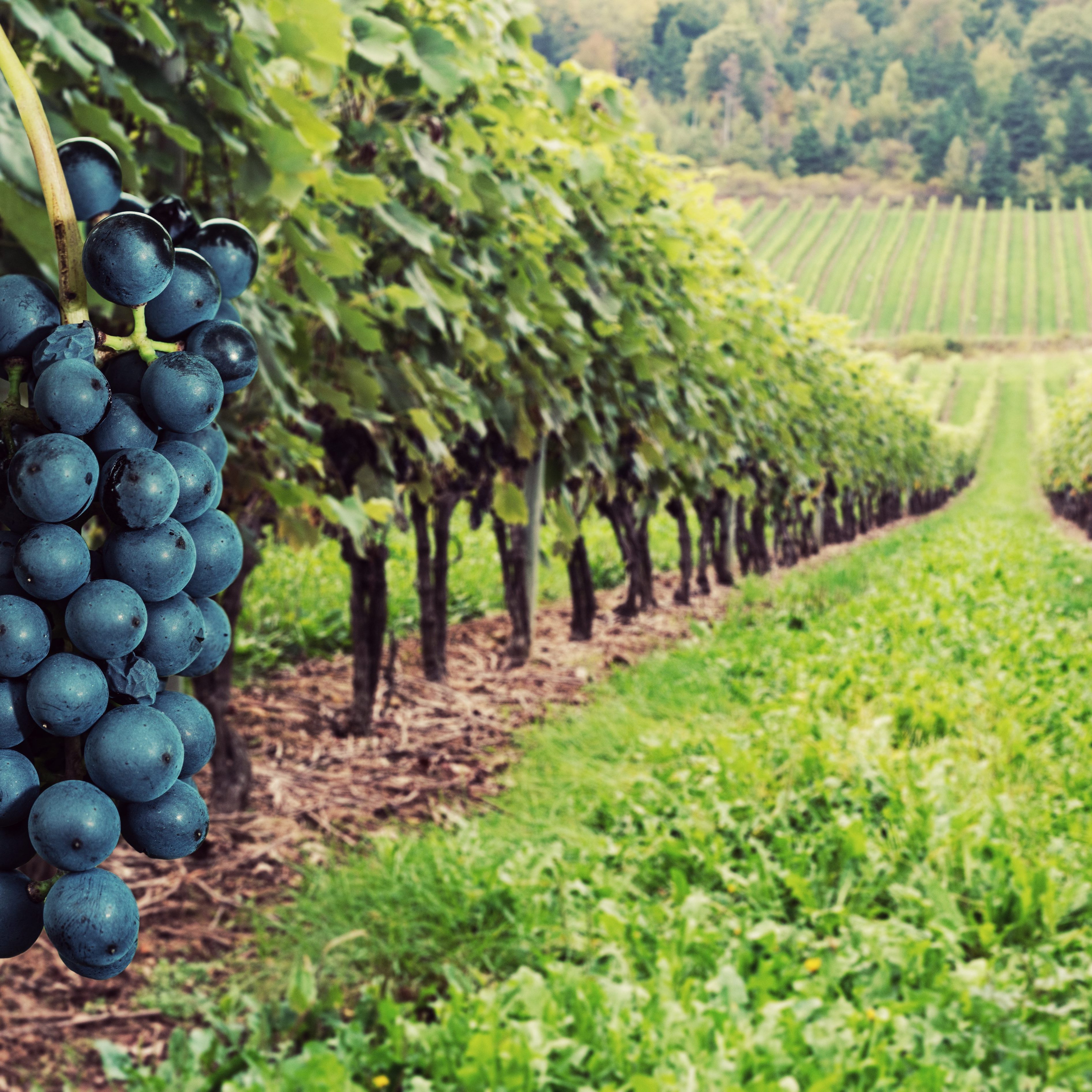 Ripe grapes hang from rows of vines.  Composite image.